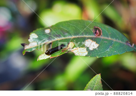 Macro of a pear slug skeletonizing foliage Macro of a pear slug skeletonizing foliage 88820814