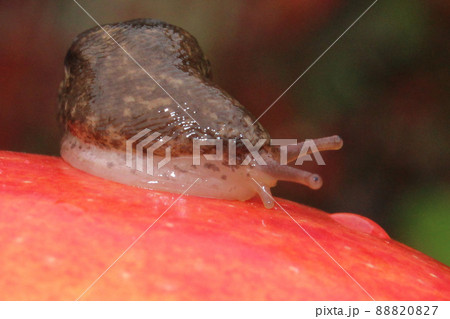 Close Up of a Slug Crawling on a Red Apple Close Up of a Slug Crawling on a Red Apple 88820827