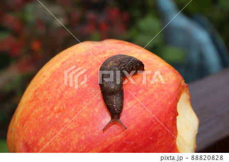 Slug Crawling on a Red Apple With a Bite in It Slug Crawling on a Red Apple With a Bite in It 88820828