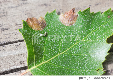 Closeup of a birch leafminer worm on a leaf 88820924
