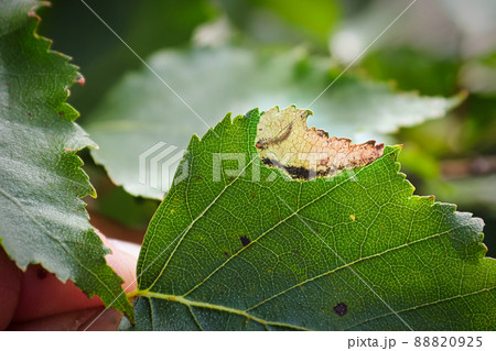 The edge of a birch leaf with a leafminer pocket The edge of a birch leaf with a leafminer pocket 88820925