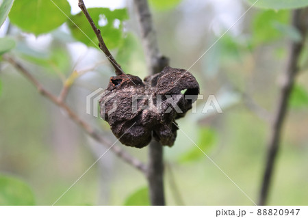 Closeup of a gall growth on a polpar branch 88820947
