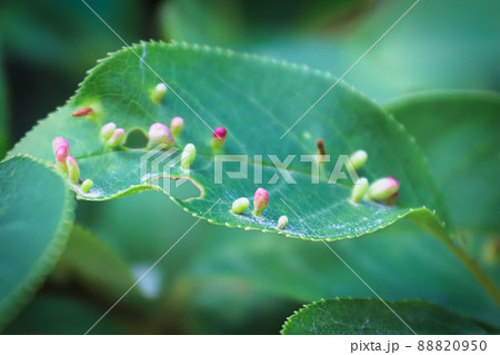 Marco of gall growths on a cherry leaf 88820950