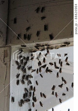 Blackflies swarming inside a building corner on a window screen Blackflies swarming inside a building corner on a window screen 88820964