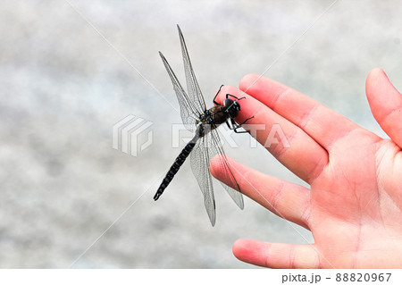 Closeup of a Darner dragonfly sitting on a hand 88820967
