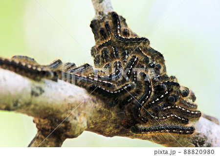 A group of forest tent caterpillars clustered together on a branch A group of forest tent caterpillars clustered together on a branch 88820980