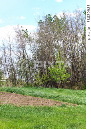 View of a forest stripped of its leaves by caterpillars 88820983