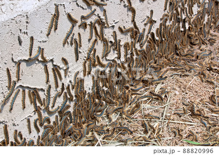 Tent caterpillars climb the edge of a stucco wall Tent caterpillars climb the edge of a stucco wall 88820996