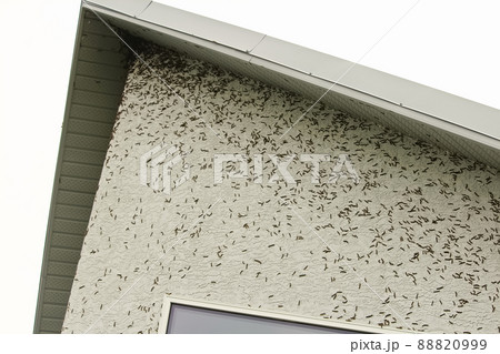 Thousands of caterpillars climbing to the top of a house 88820999