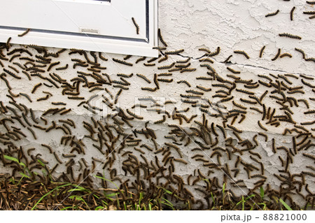 Caterpillars climbing on a stucco house during a bad cycle 88821000