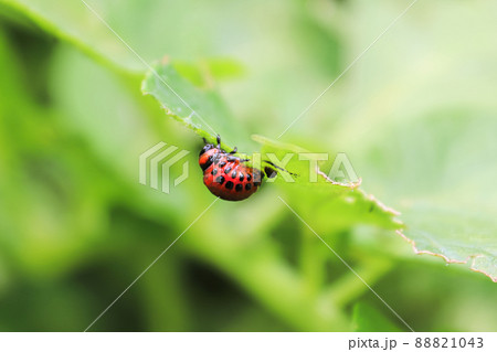 Macro view of colorado beetle larva on potato leaves Macro view of colorado beetle larva on potato leaves 88821043