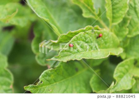 Tiny colorado beetle larva hatched on a potato plant Tiny colorado beetle larva hatched on a potato plant 88821045