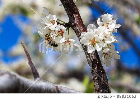 A bee pollinating plum blossoms in spring 88821062