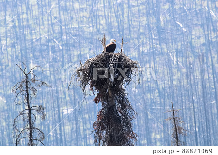 A bald eagle sitting in a nest with a burnt forest background 88821069