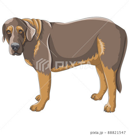 Color drawing of a large dog of the Caucasian Shepherd breed. 88821547