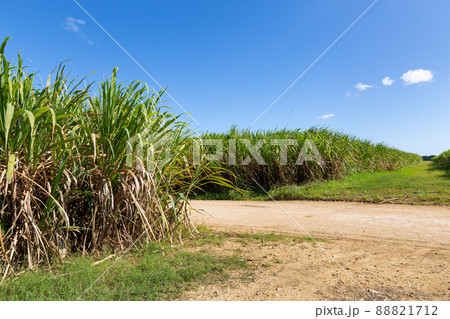 Sugar cane fileds plantation 88821712
