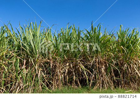 Sugar cane fileds plantation 88821714