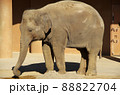 東山動植物園にいるアジアゾウの全体のアップ 88822704