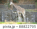 木の葉を食べる東山動植物園のアミメキリン 88822705