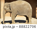 東山動植物園にいるアジアゾウの全体のアップ 88822706