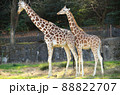 二頭で寄り添う東山動植物園のアミメキリン 88822707