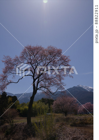 北杜市白州町、雪を抱いた甲斐駒と春爛漫の里の春 88822911