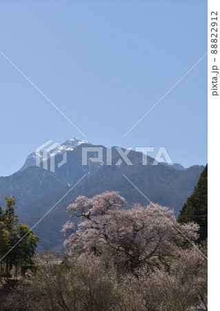 北杜市白州町、咲き始めた関のサクラ 北杜市白州町、咲き始めた関のサクラ 88822912