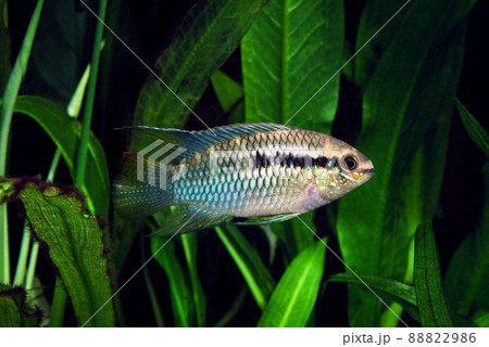 フラッグシクリッド アクアリウム フラッグシクリッド アクアリウム 88822986