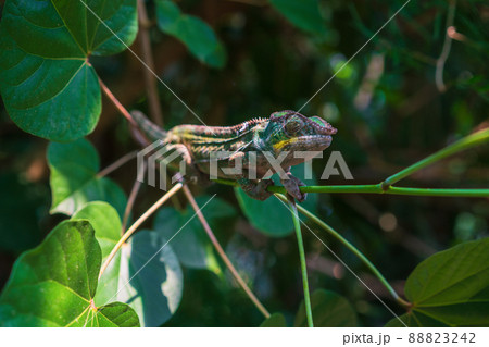 Chameleon in the Masoala Rainforest in the Zoo Chameleon in the Masoala Rainforest in the Zoo 88823242