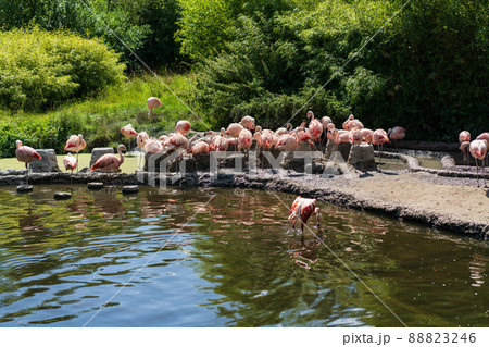 Flamingo birds near water in the zoo 88823246