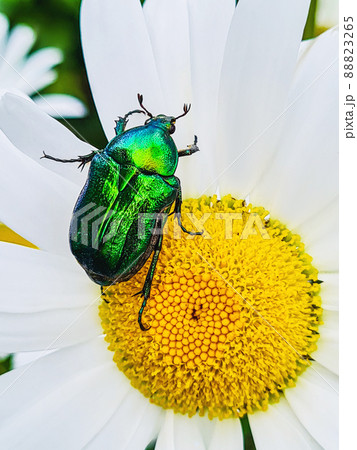 Big green beetle on flower. Shiny insect sits on white daisy. Big green beetle on flower. Shiny insect sits on white daisy. 88823265