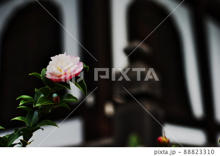 京都春の東本願寺の情景 88823310