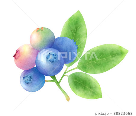 ブルーベリーと葉の水彩イラスト　新鮮な旬のフルーツ 88823668