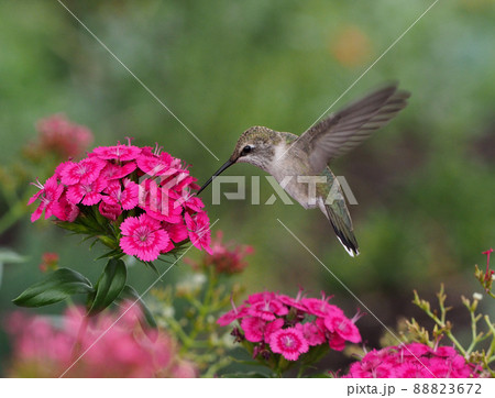 ホバリングしながらピンクの花の蜜を吸うノドグロハチドリのメス 88823672