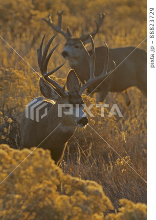 黄金色の夕日が当たる草原の中を移動する二頭のオスのミュールジカ 88823729