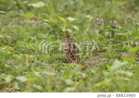 巣作りの材料集めに来たヒバリ 88823960