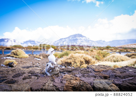 The Vulcano El Teide at Tenerife The Vulcano El Teide at Tenerife 88824052
