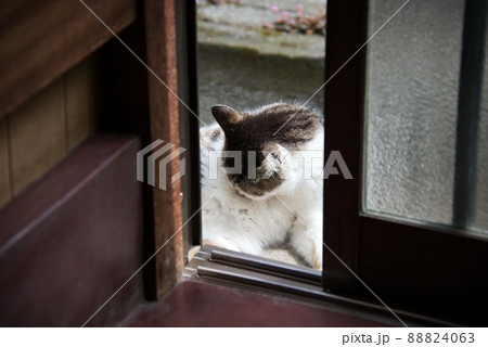 日本の野良猫 88824063