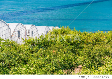 瀬戸内しまなみ海道、レモン畑とハウス 88824255