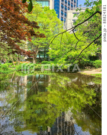 東京紀尾井町・新緑の清水谷公園 88824381