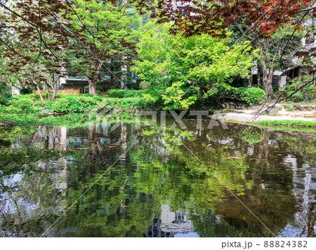 東京紀尾井町・新緑の清水谷公園 88824382