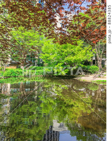 東京紀尾井町・新緑の清水谷公園 88824385