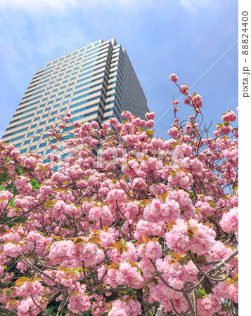 東京紀尾井町・紀尾井町通リの八重桜並木 東京紀尾井町・紀尾井町通リの八重桜並木 88824400