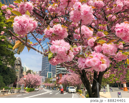 東京紀尾井町・紀尾井町通リの八重桜並木 88824401