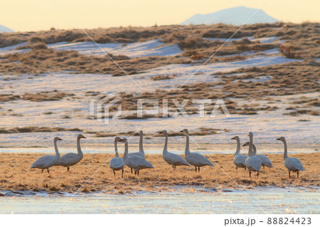 A flock of white tundra swans on a swampy river bank 88824423
