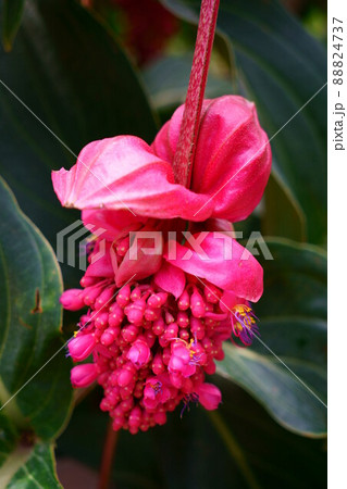 3112 メディニラ火の鳥 3112 メディニラ火の鳥 88824737