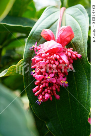 3111　メディニラ火の鳥 88824738