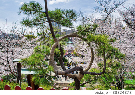 上野公園　清水観音堂　月の松から眺める満開の桜 88824878
