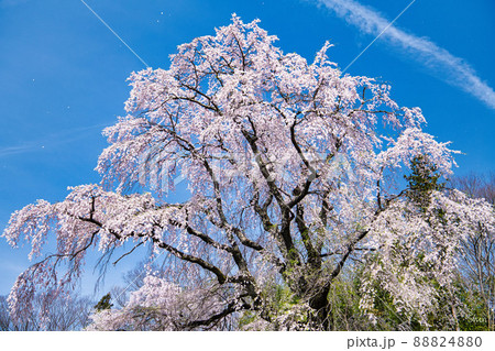 ヒコーキ雲と桜 88824880