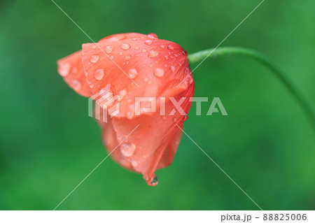 雨に濡れたオレンジ色のナガミヒナゲシ 88825006